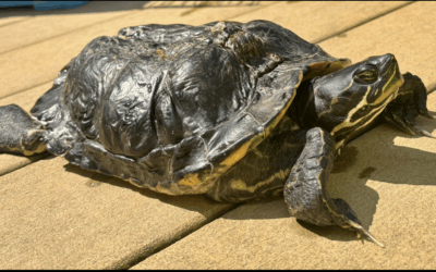 Some fun facts about Turtles and Teeth
