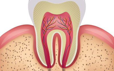 Are Teeth and Bone the Same Thing?