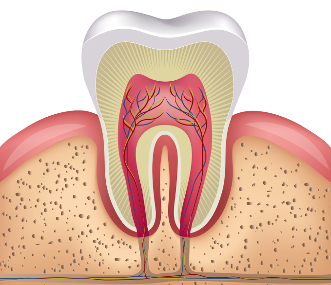 april26c Cross-section of a tooth showing the pulp, nerves, and blood vessels inside the tooth and surrounding gum tissue.