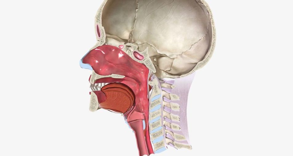 may-a Sagittal anatomical diagram of the head and neck showing nasal cavity, tongue, soft palate, larynx, and cervical spine in side view; cross-section.